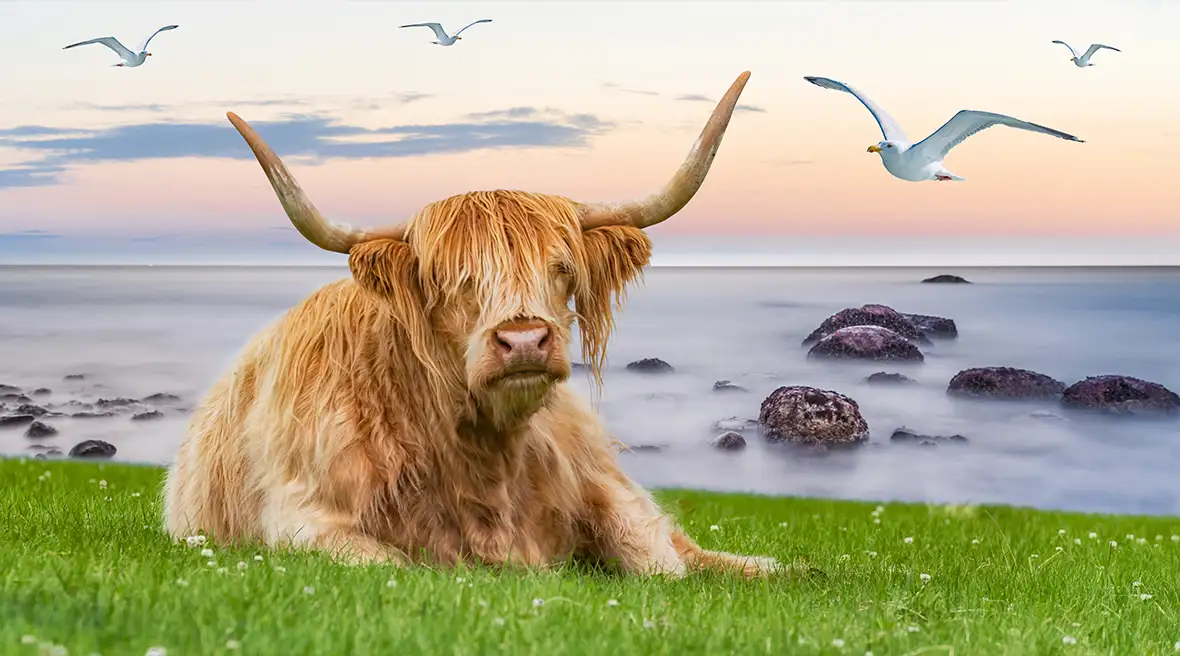 Hochlandrind, das im Gras liegt, mit darüber fliegenden Möwen